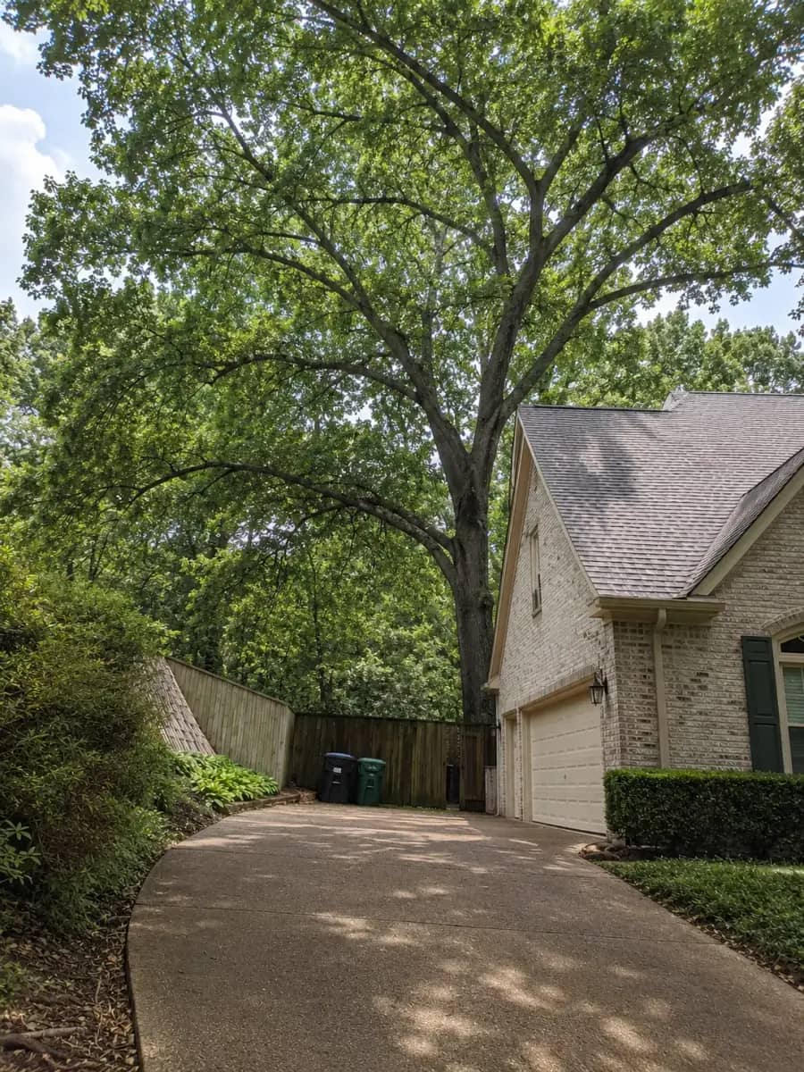 After - Tampa Tree Co. project