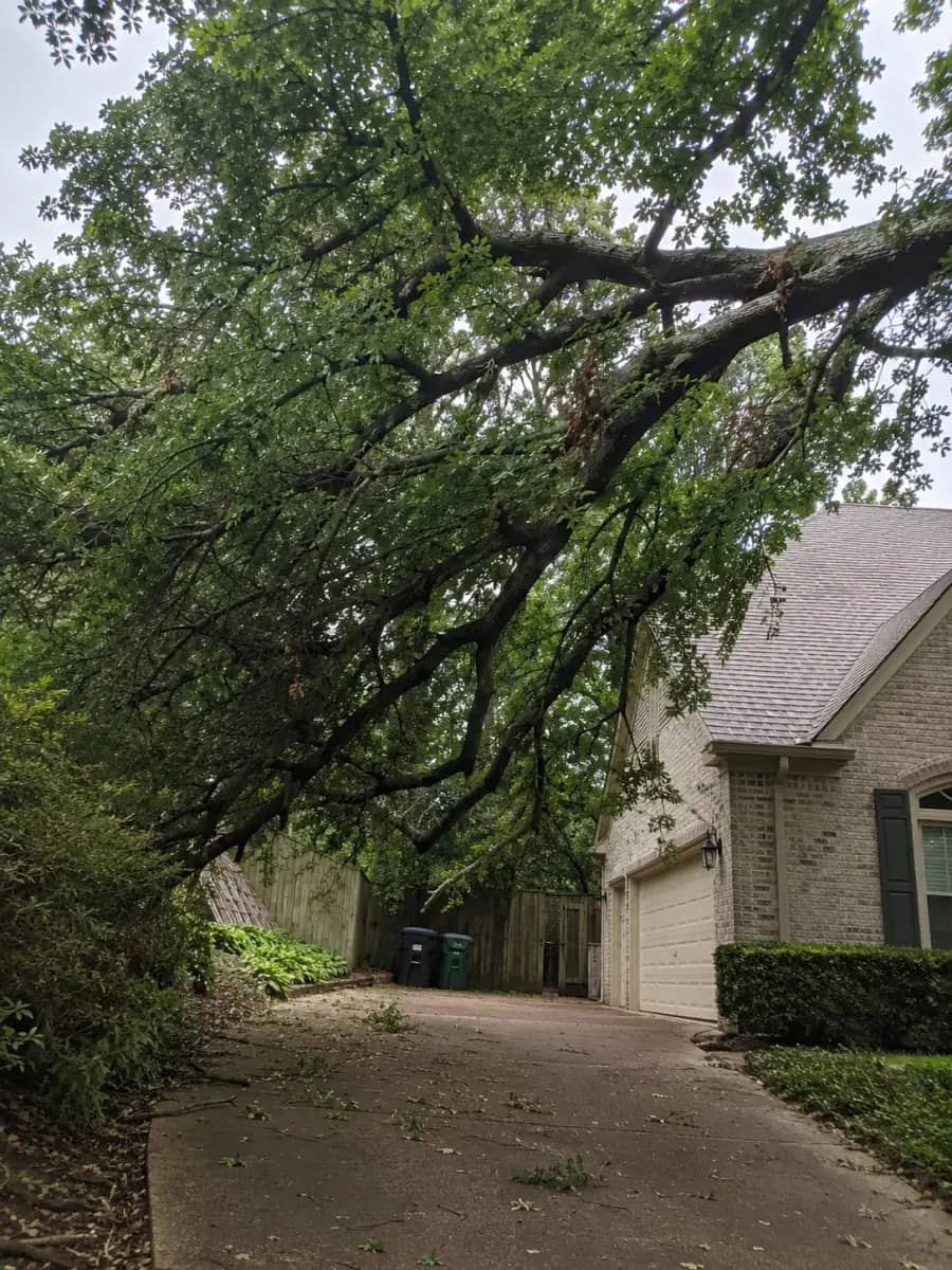 Before - Tampa Tree Co. project