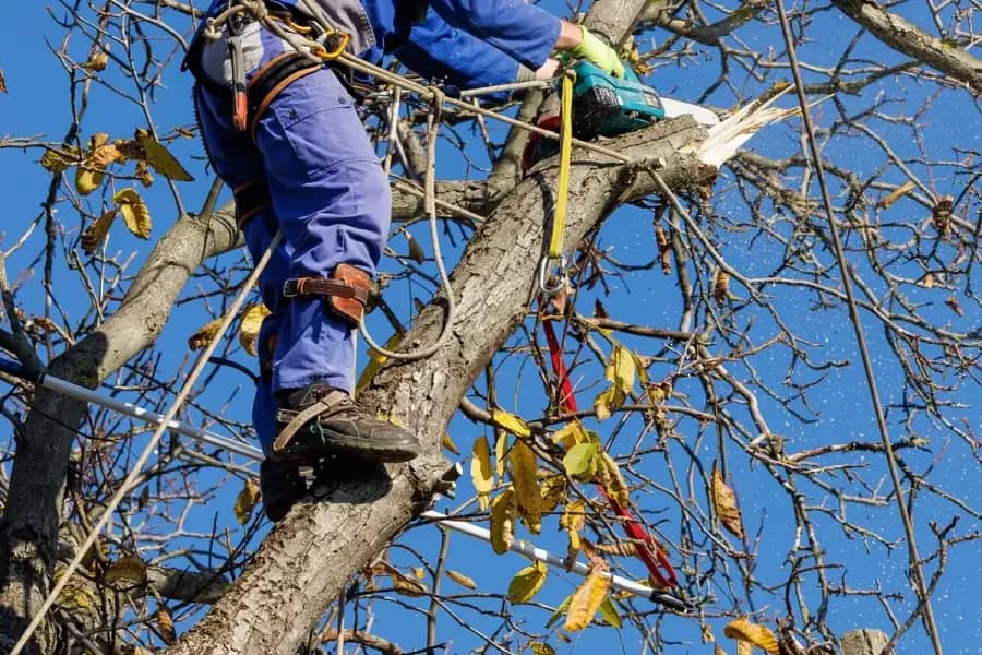 Arborist Services by Tampa Tree Co. in Tampa