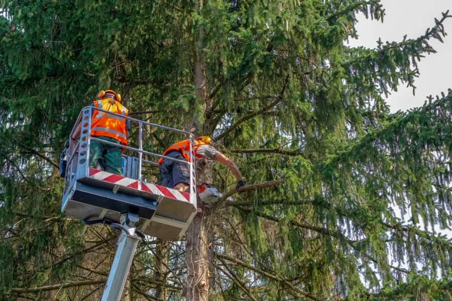 Commercial Tree Care by Tampa Tree Co. in Tampa