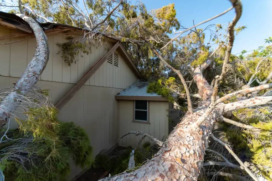 Emergency Tree Service by Tampa Tree Co. in Tampa