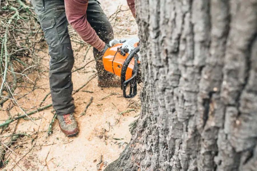 Tree Removal by Tampa Tree Co. in Tampa