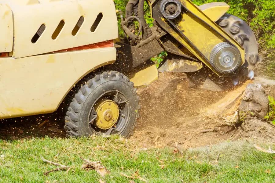 Stump Grinding by Tampa Tree Co. in Tampa