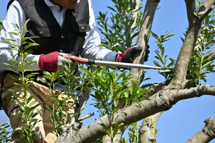 Tree Trimming by Tampa Tree Co. in Tampa